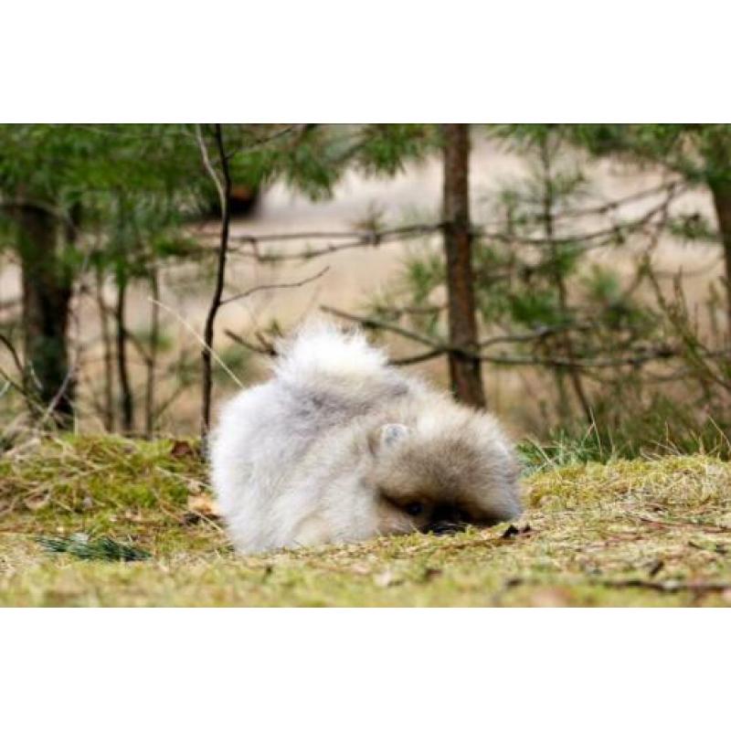 Pomeriaan | Pomeranian | Bear | FCI | Reu | Beer | Cream