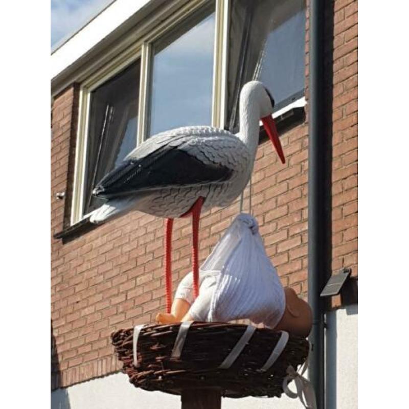 Te koop, 2 geboorte ooievaars.