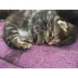 Boskat X kittens (OPTIE)