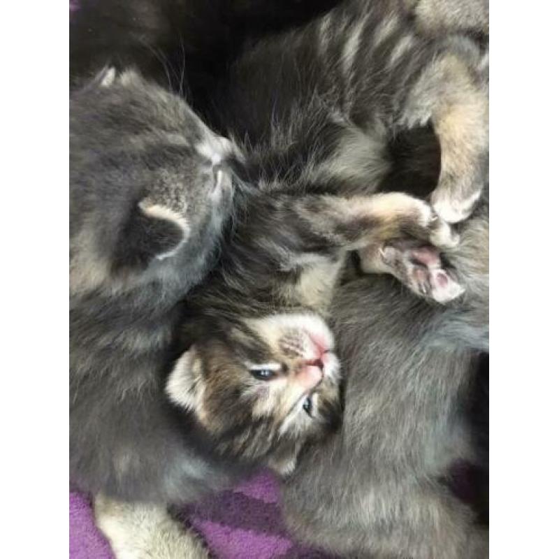 Boskat X kittens (OPTIE)