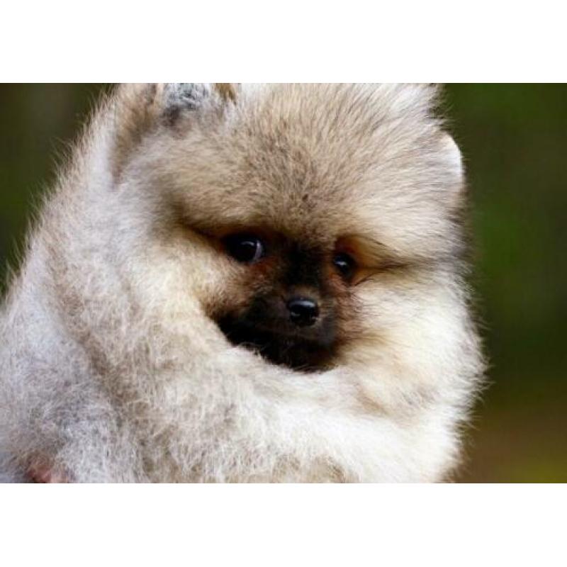 Pomeriaan | Pomeranian | Bear | FCI | Reu | Beer | Cream