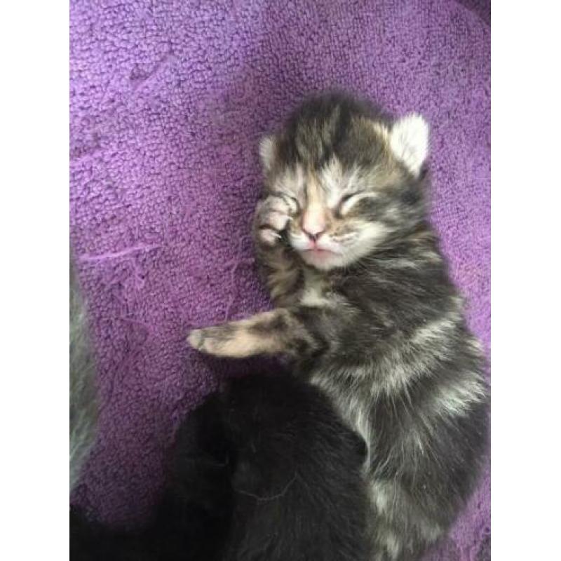 Boskat X kittens (OPTIE)