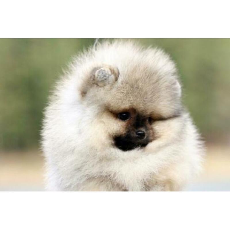 Pomeriaan | Pomeranian | Bear | FCI | Reu | Beer | Cream