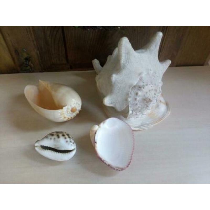 Schelpen.o.a.Cornuta/gele helm/Melo diadema.