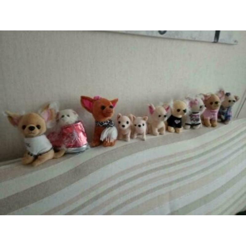 mini Chihuahua in nep schoen , e,a Chihuahua's