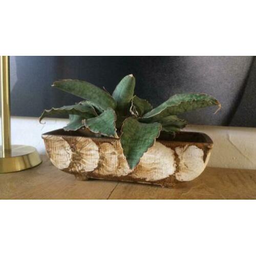 Grote plant/cactusschaal,vintage,retro,pootjes,Fatlava. Pot