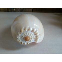 Schelpen.o.a.Cornuta/gele helm/Melo diadema.