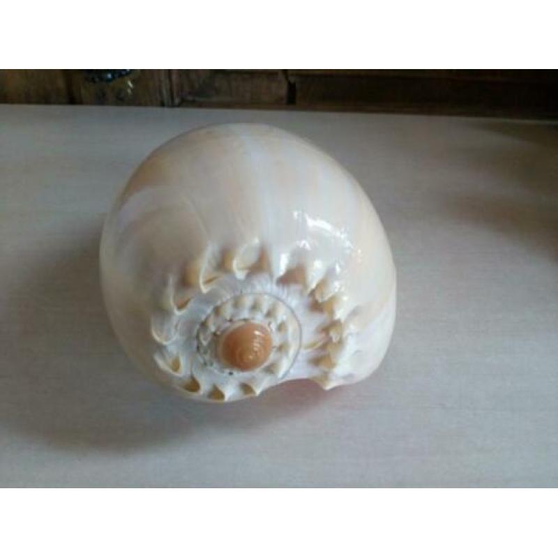 Schelpen.o.a.Cornuta/gele helm/Melo diadema.