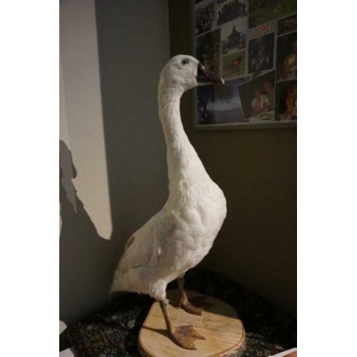opgezette struisvogels, eenden, opgezette gans, witte gans,