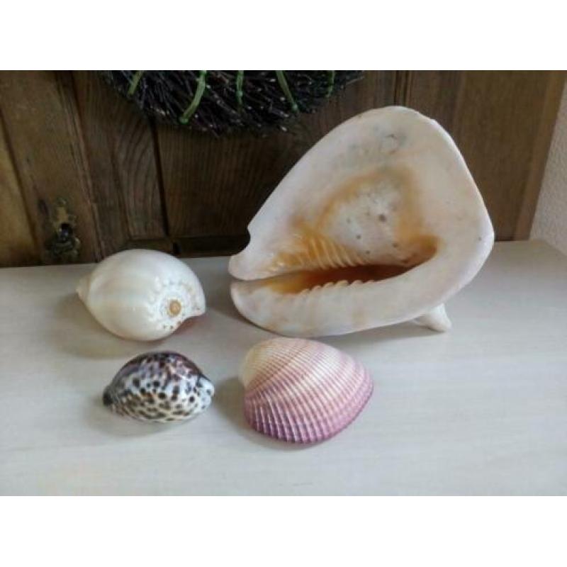 Schelpen.o.a.Cornuta/gele helm/Melo diadema.