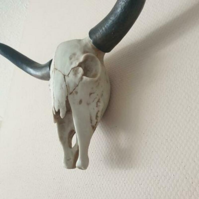 Buffel schedel