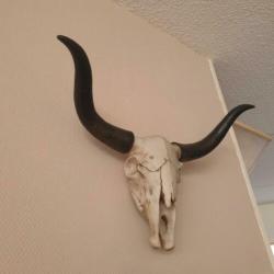 Buffel schedel