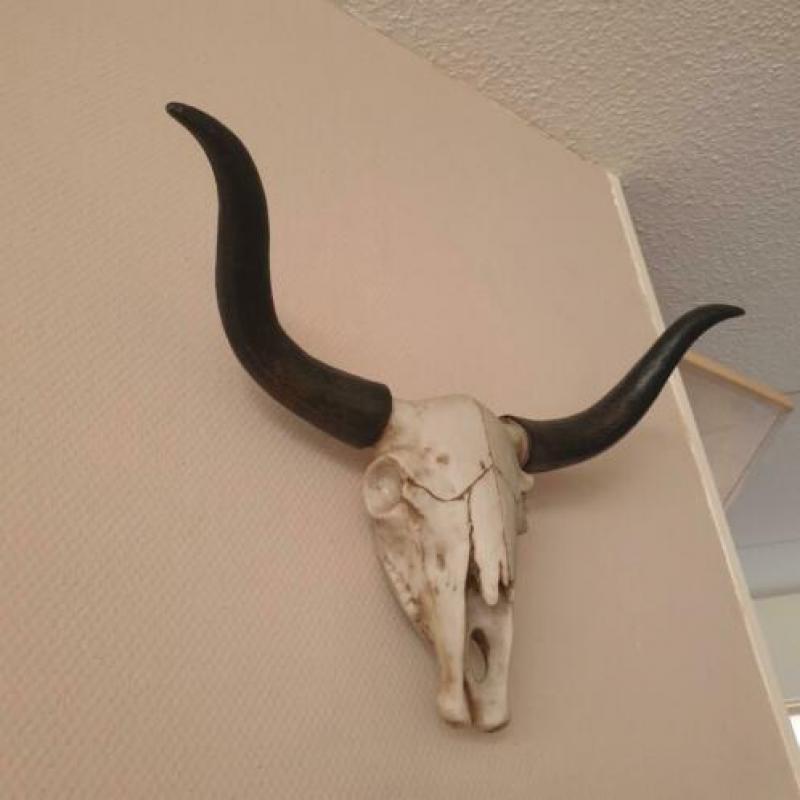 Buffel schedel