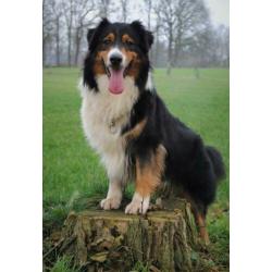 Australian sheperd GETEST dekreu