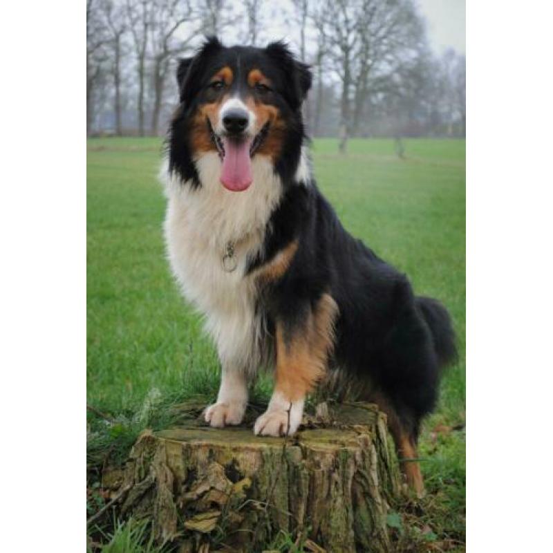 Australian sheperd GETEST dekreu