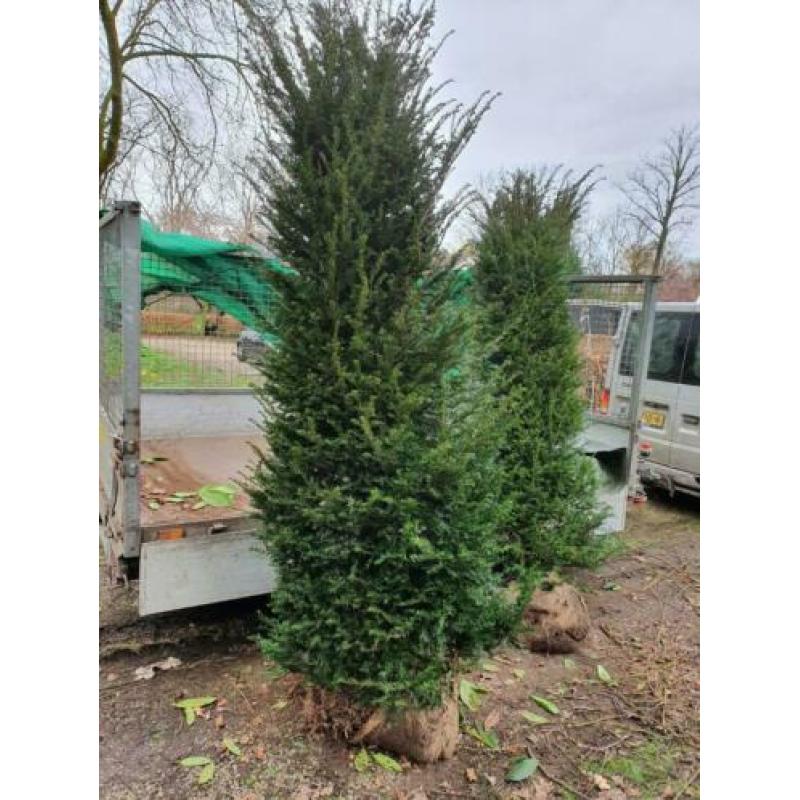 taxus bacata 2,5 m haag coniferen laurier rhododendrons