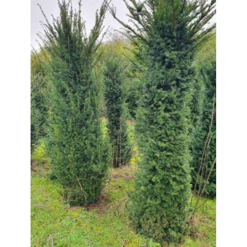 taxus bacata 2,5 m haag coniferen laurier rhododendrons