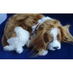 CAVALIER KING CHARLES SPANIEL * Slapend *