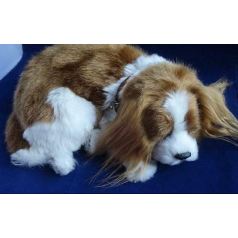 CAVALIER KING CHARLES SPANIEL * Slapend *