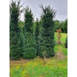 taxus bacata 2,5 m haag coniferen laurier rhododendrons