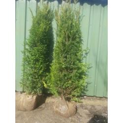 taxus bacata 2,5 m haag coniferen laurier rhododendrons