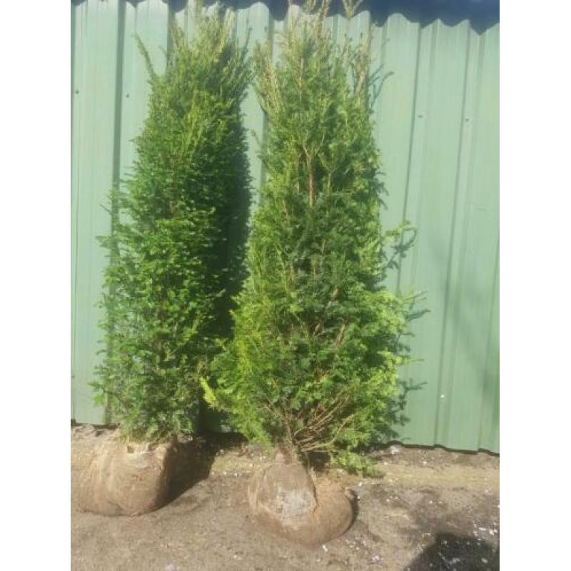 taxus bacata 2,5 m haag coniferen laurier rhododendrons