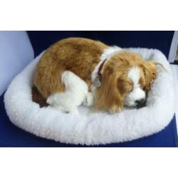 CAVALIER KING CHARLES SPANIEL * Slapend *