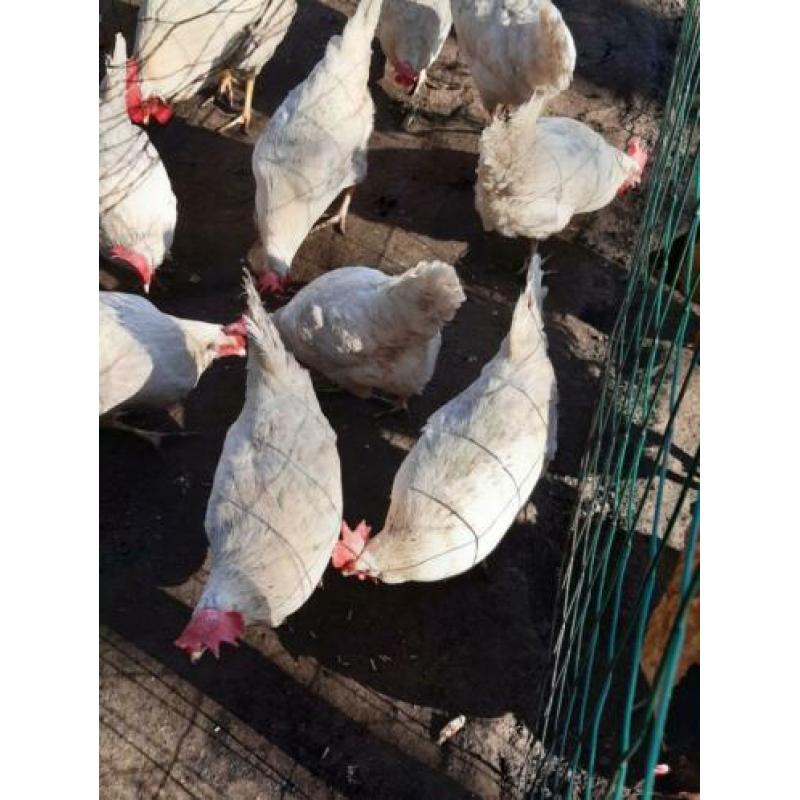 Leghorn kippen