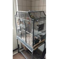 Koppeltje 2 valkparkieten inclusief mooie kooi