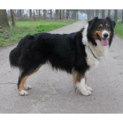 Australian sheperd GETEST dekreu