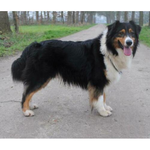 Australian sheperd GETEST dekreu