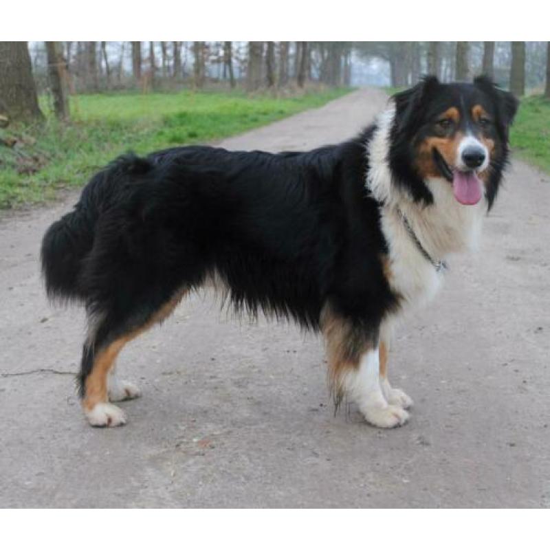 Australian sheperd GETEST dekreu