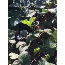 Biologische lekkere aardbeien planten in een pot/tuinplanten