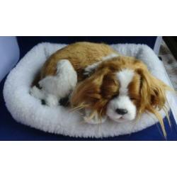 CAVALIER KING CHARLES SPANIEL * Slapend *
