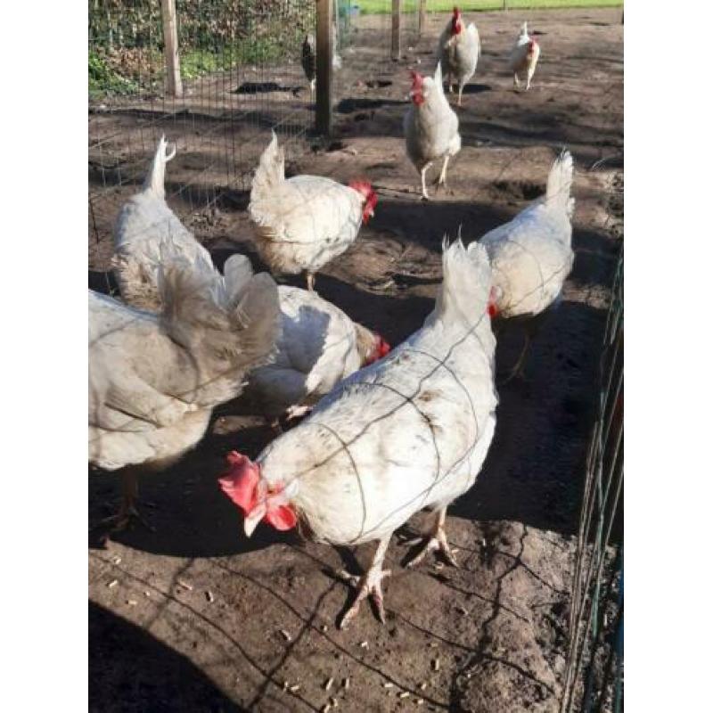 Leghorn kippen