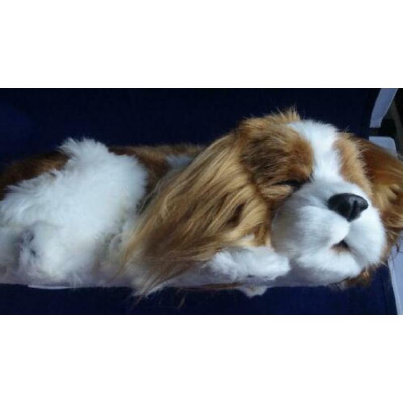CAVALIER KING CHARLES SPANIEL * Slapend *