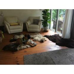 2 leren stoelen en 1 bank Ikea type Alvros