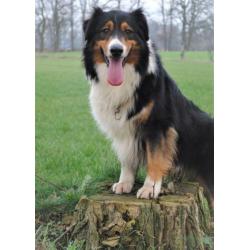 Australian sheperd GETEST dekreu
