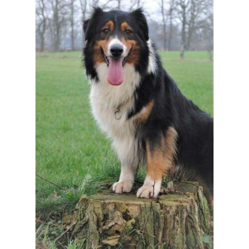 Australian sheperd GETEST dekreu