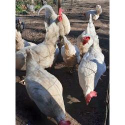 Leghorn kippen