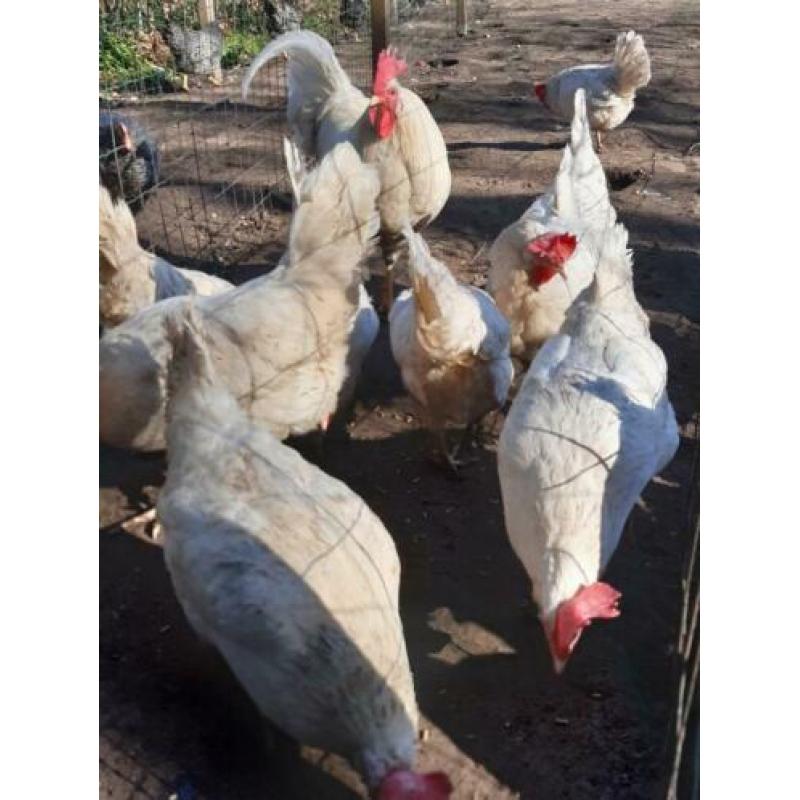 Leghorn kippen