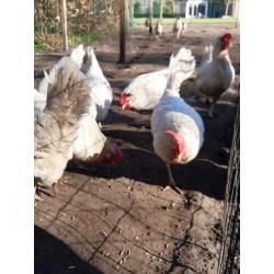 Leghorn kippen