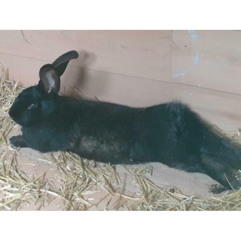 Duitse Reuzen.