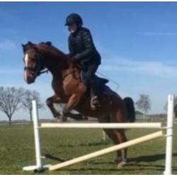 Super lieve 5-jarige B/C Welsh pony te koop