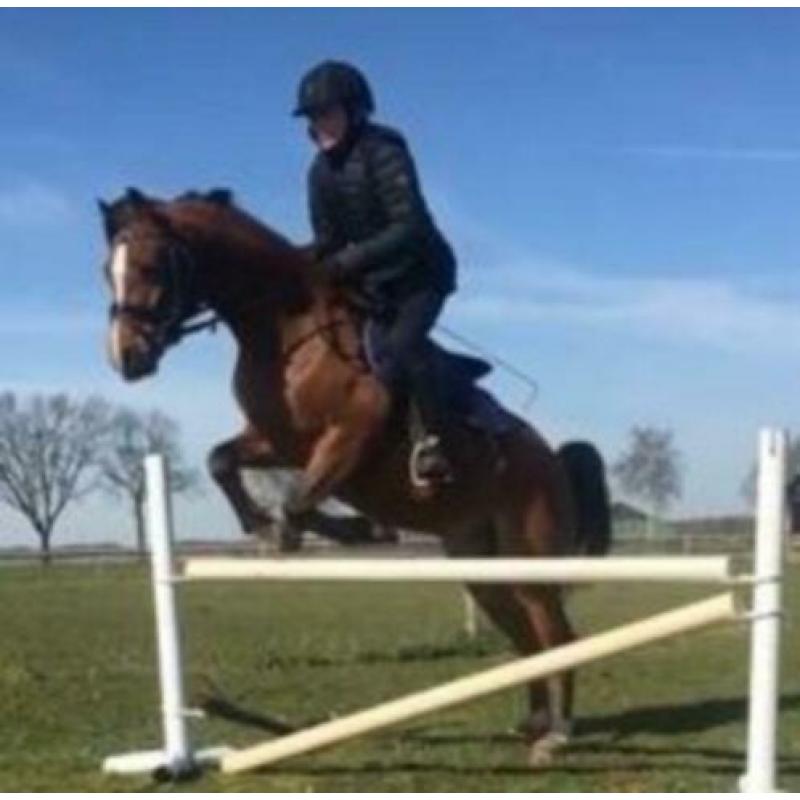 Super lieve 5-jarige B/C Welsh pony te koop