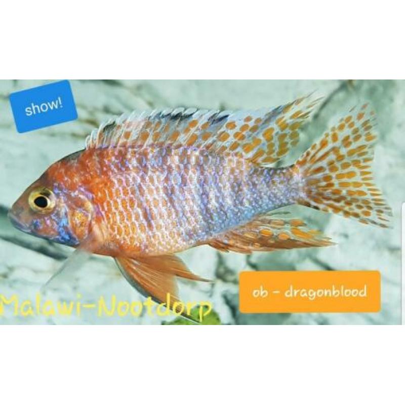 Actie nu 3 Malawi cichliden koppeltjes 25euro !