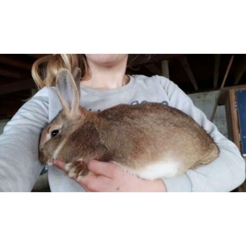Mooi lief konijntje, half jaar oud