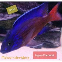 Actie nu 3 Malawi cichliden koppeltjes 25euro !