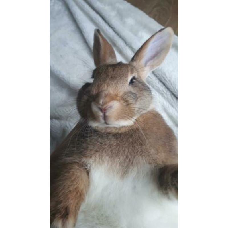 Mooi lief konijntje, half jaar oud