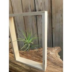 MOEDERDAG TIP airplant air plantje lucht plant koeienhuid